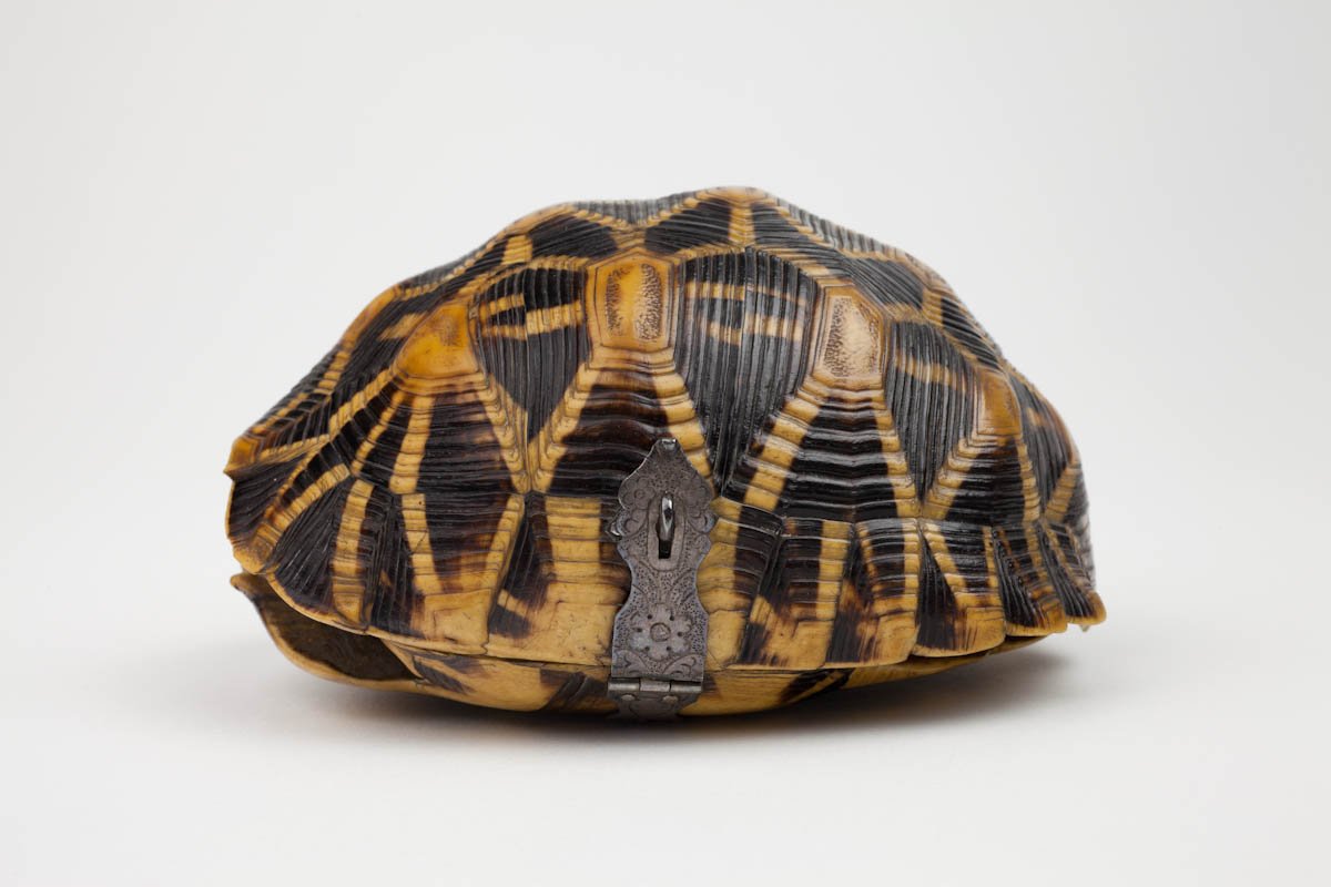 JanMooreMrsCox's tweet photo. A #Tortoise was kept at Lambeth Palace garden, #London from 1633 until it was accidentally killed by a gardener's spade in 1753.
#ExoticTrade #Tortoise

Indian star tortoise-shell with silver clasp casket, #17thCentury

Image Courtesy of the Shakespeare Birthplace Trust https://t.co/plcnfCE3jK