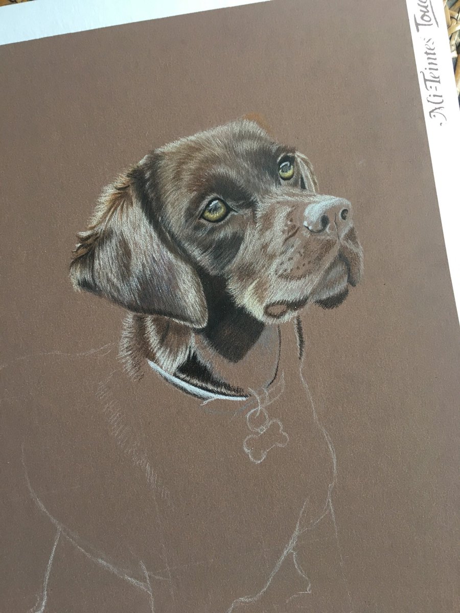 milburn_loraine's tweet photo. Chocolate lab on the easel this week 😊 💕 WIP #cansonmitientes #fabercastell #polychromos #petportraits #petportraitartist #DogsofTwittter #chocolatelabrador #petdrawings #commissionswelcome https://t.co/gRHQAGh2hL