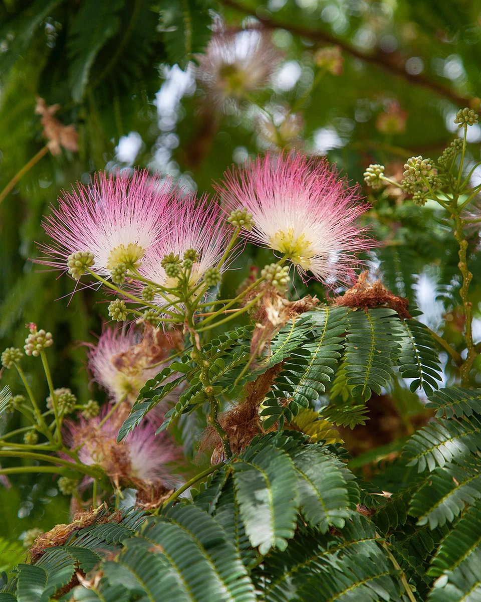 Paul Wood Confirmation That Brockley Is One Of The Most Exotic Corners Of London Comes In The Shape Of Thriving Persian Silk Trees Albizia Julibrissin In Se4 There S A