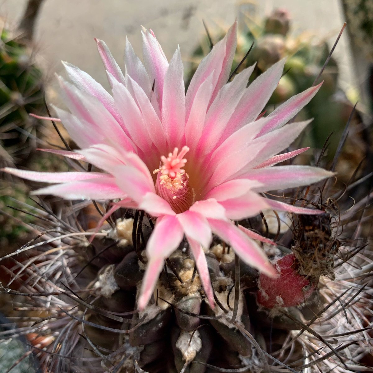 ginnyclaire006's tweet photo. Cacti flowering in my greenhouse today - Echinopsis hybrid Gilly’s Favourite, Nepchilenia Taltalensis, Echinopsis Subernimis and Parodia Mairanana 🌵🌵 #cactus #cacti #cacticollection #cactusuk https://t.co/BV2bmkozFv