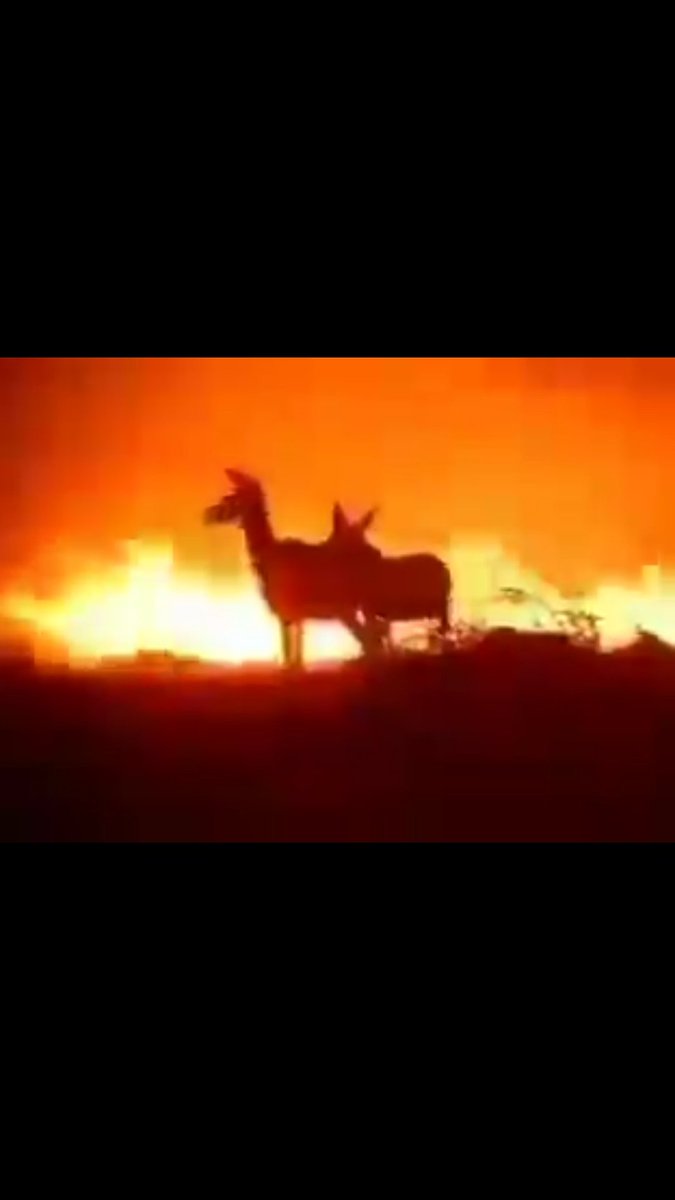 Ruzgar olup ucasim, yagmur olup yagasim var topragima, ormanima, su caresiz canlilara... sonra da simsek olmak var vesile olanlara, kilini kipirdatmayanlara...!