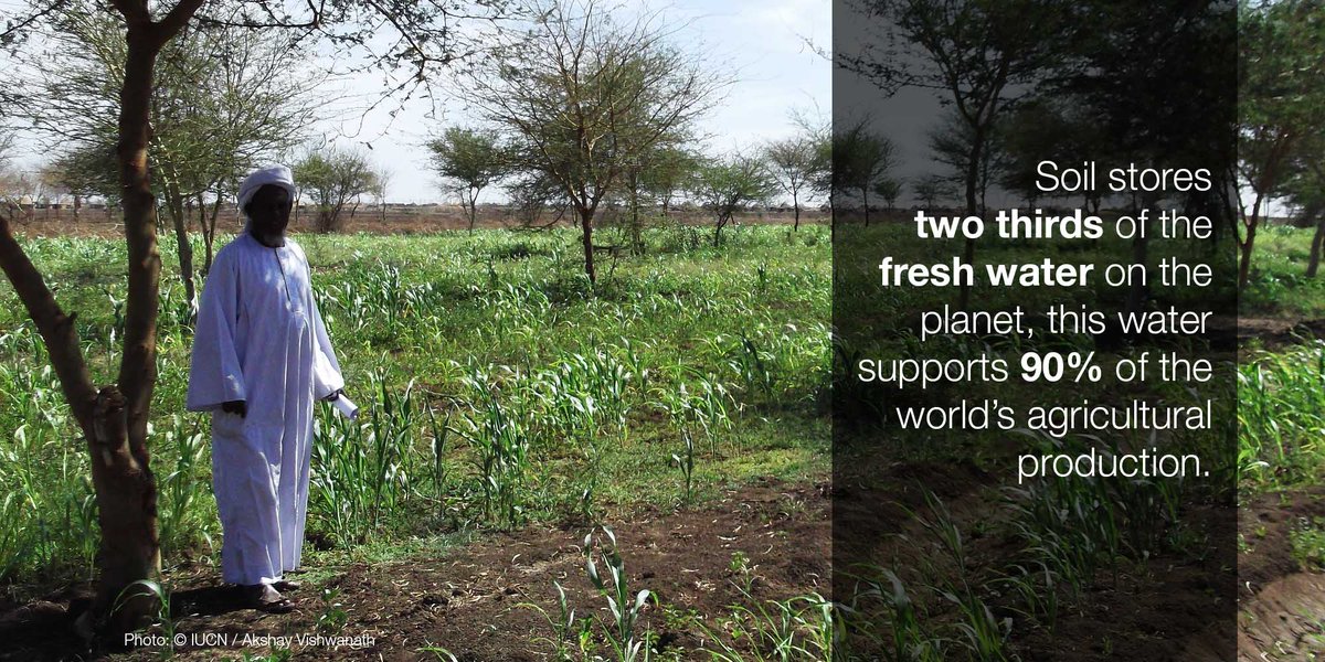 IUCN's tweet photo. The loss of soil biodiversity reduces the infiltration capacity of the soil as well as its capacity to store water, lowering food production and worsening the impact of drought.

Learn more about the importance of conserving healthy soils. https://t.co/DB9ZBURVPE https://t.co/vOguZN87Hq