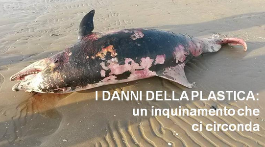 VeSAMarche's tweet photo. ALCUNE GRAVI CONSEGUENZE DELLA PLASTICA IN MARE https://t.co/nyxfD478Fp https://t.co/Y3vSfOs2Qc