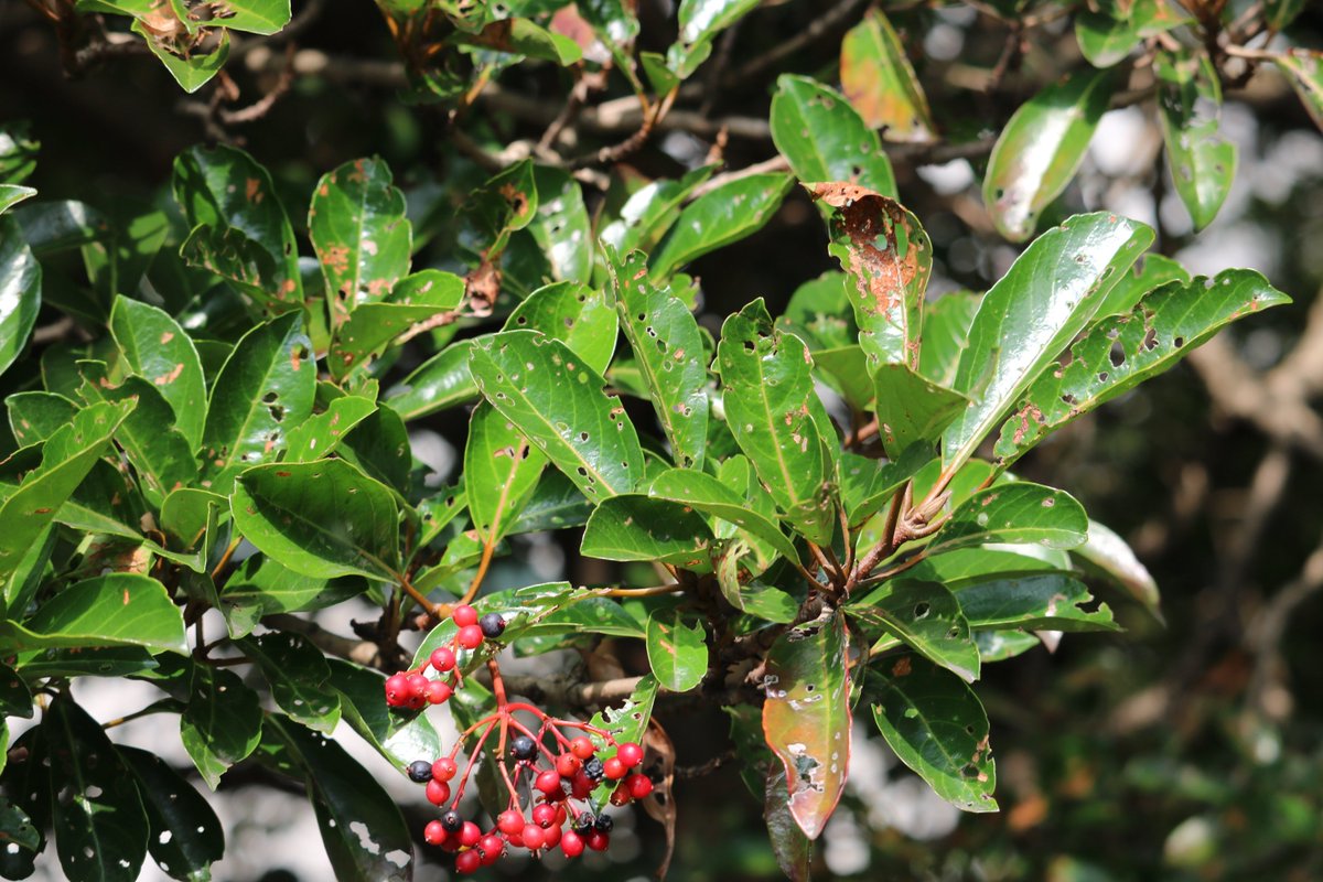 都立日比谷公園 Hibiya Park Tokyo 園長の採れたて情報 きらめく花々 番外 赤い実 とツヤツヤした緑の葉っぱ この木は何という樹でしょうか 春に白い花が咲き いまは5 くらいの赤い実がびっしり 葉っぱはハムシに食いちらかされた穴がいっぱい