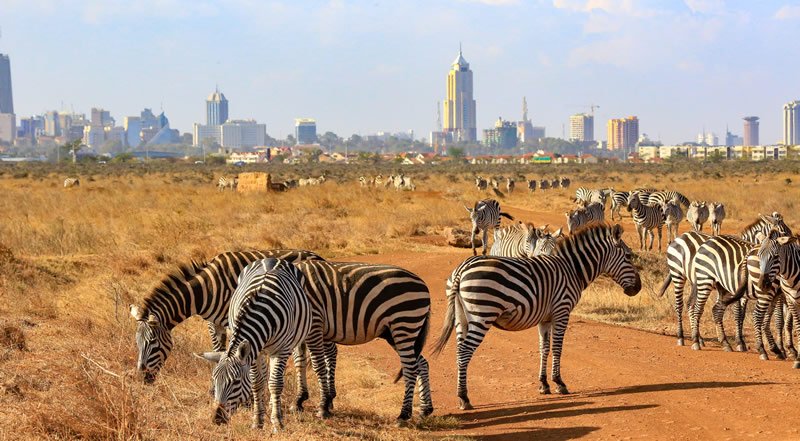 LoveUgSafaris's tweet photo. The world's only city #nationalpark is #Kenya's #Nairobinationalpark
A place that allows you live both in #nature and modern architecture at the same time
Its always an amazing time here
#VisitKenya with https://t.co/1W0FcdVmxQ
#travel #kenyasafaris #Magicalkenya https://t.co/f8GUnVgK9W