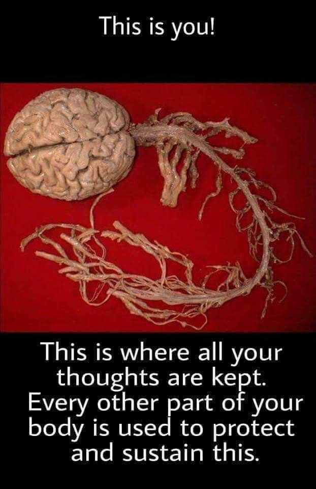 TechLiveNews1's tweet photo. This is You !! Brain Facts. 🧐

#TuesdayThoughts #TuesdayMotivation #TuesdayMorning #awesomealert #Tigers #FUNKY #funkly #brain https://t.co/V5jq7DBbG4