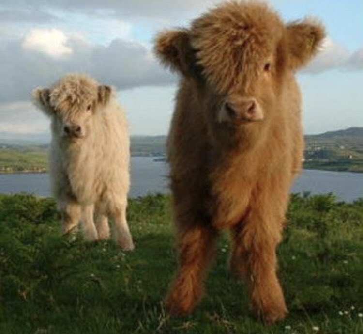 amazingraceart's tweet photo. Happy Tuesday 🐮#coosday everyone. Have a lovely day 😊Two little cuties for you #TuesdayMotivation #TuesdayMorning #haveagoodday #cows #loveanimals #bekindbehappy ❤️ https://t.co/Pah2xpUXgh