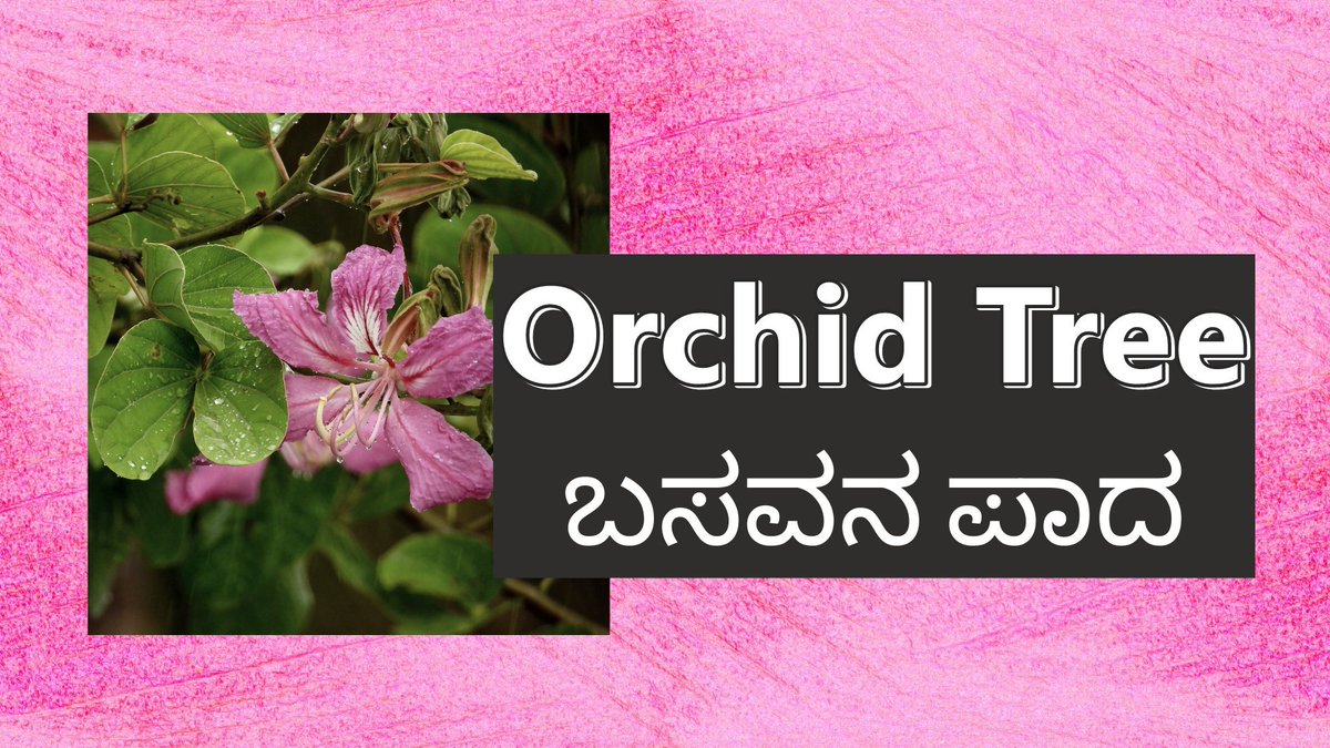 Wild Mysuru tweet media