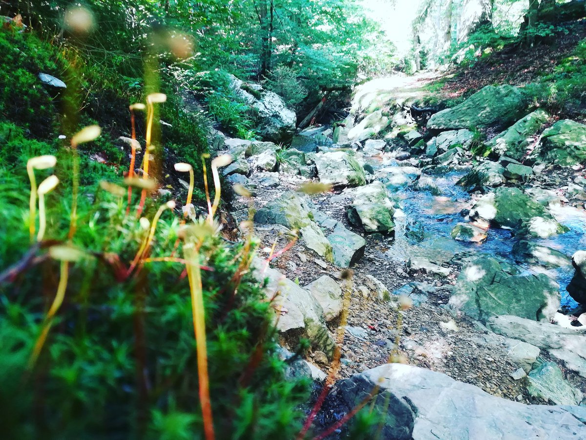 bushcraft4all's tweet photo. Ternell, Ardennen. Mooie rondwandeling van 8 km gemaakt vanaf huis Ternell. #ternell #ardennen #ardennes #ostbelgien https://t.co/y4ku3Xn1wx
