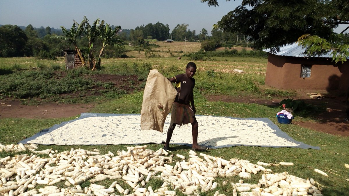 Nibabola lekha babole,nibakhutsekha lekha batsekhe ewe nosuta imberi neikasi yiyo. Karibu ndani ya #Tinyirira na <a href="/MdenyoJosephine/">Josephine mdenyo(@Joosymkulimano1)</a>  #JoosyMkulimano1 na <a href="/StellaOmusula/">Stella Omusula</a> Omusula sms 22954 online mulembefm.co.ke