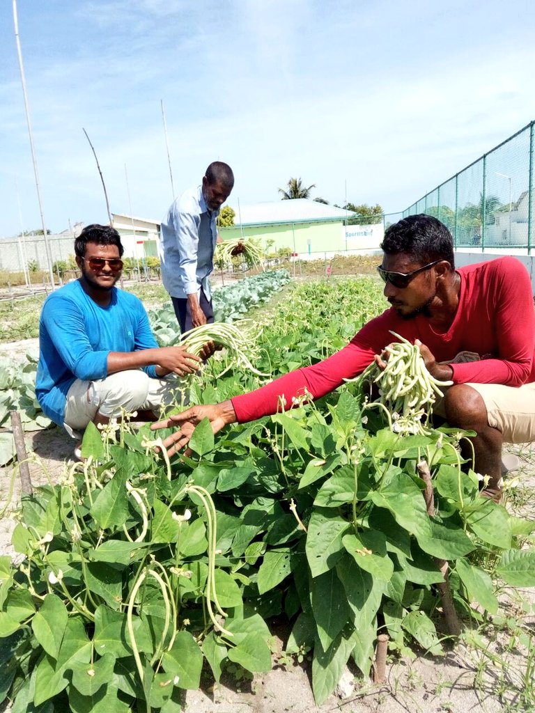 Agriculture interns at Hanimaadhoo Agriculture Center are delighted to see the outcome of thier work during the last few months. After few months of hard work in the open field, participants are currently practicing cultivation under protected structures.