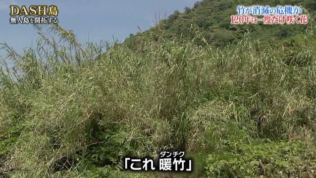 珍獣 No Twitter 葵に食べさせるチョコミント用のダンチクってなんだろうと調べたら第一ソースがdash島だった 珍獣 No Twitter 葵に食べさせるチョコミント用のダンチクってなんだろうと調べたら第一ソースがdash島だった