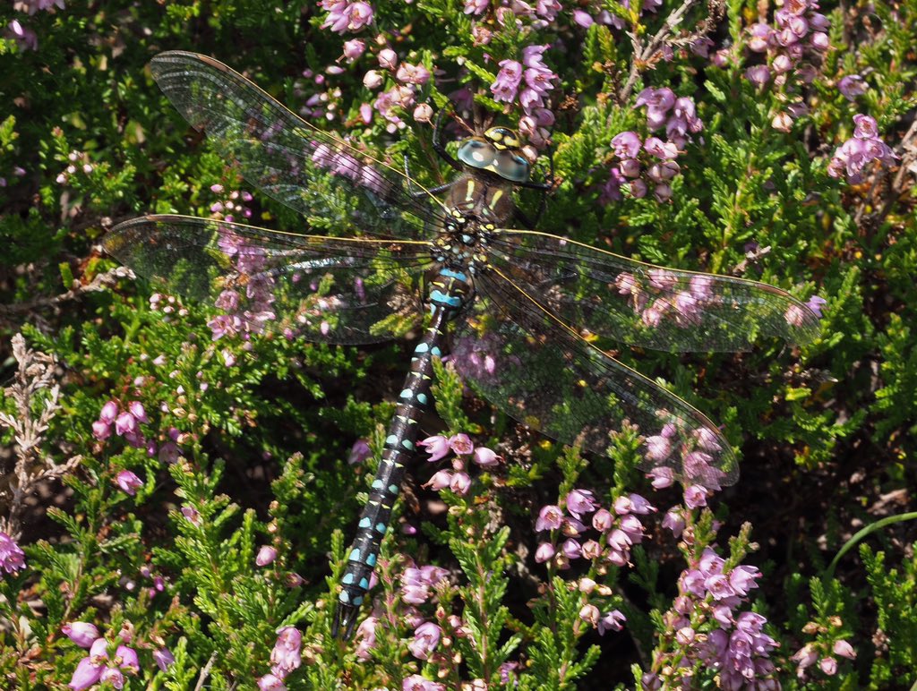 mogobriain's tweet photo. @Lough_Nambrack @BioDataCentre and here is a male #CommonHawker that was taking shelter on Heather from the wind yesterday morning at Dooniver #AchillIsland https://t.co/9mS4zFhsaL