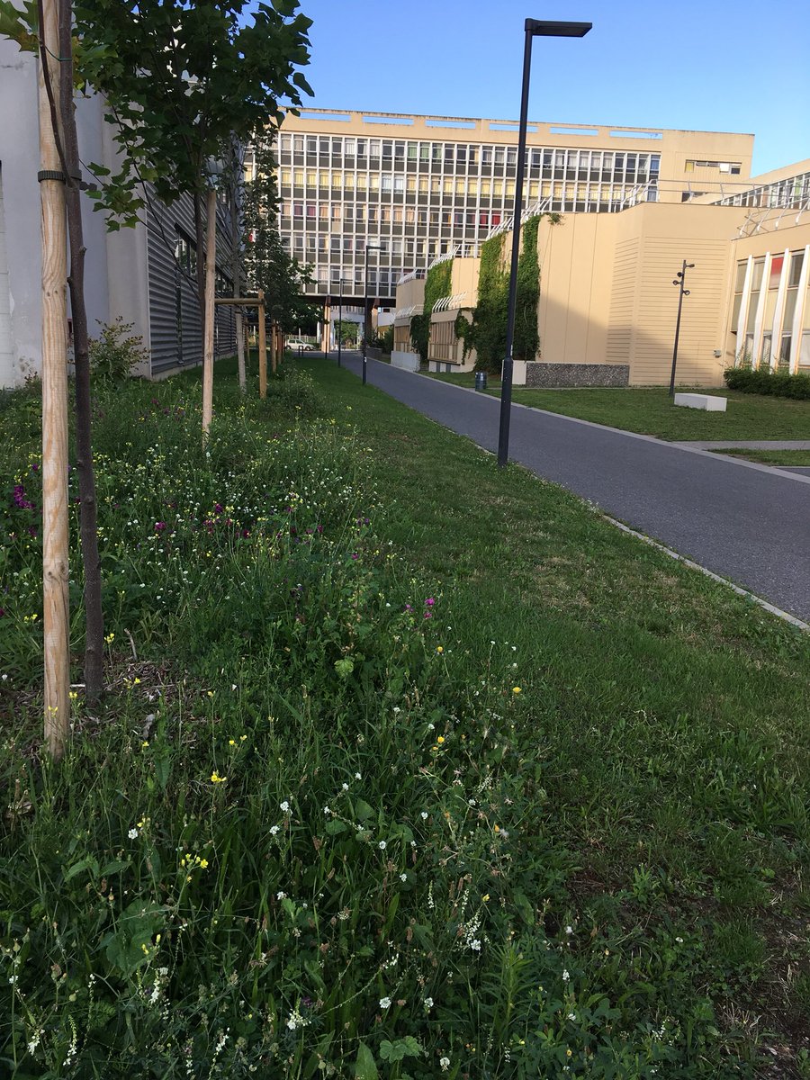 M_Derenemesnil's tweet photo. Joie de retrouver les prairies semées au printemps en fleurs sur le campus de @UParisNanterre et le plan de gestion différenciée en acte! #campusecoresponble @REFEDD @CampusResp @AssoCirses @StBrette @VilleNanterre https://t.co/u2rOMsepMU