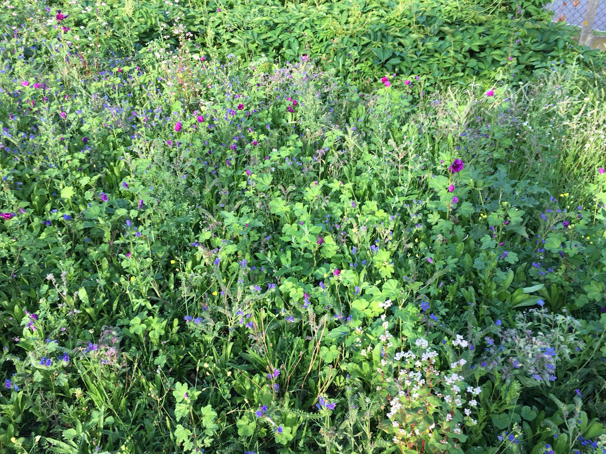 Joie de retrouver les prairies semées au printemps en fleurs sur le campus de <a href="/UParisNanterre/">Université Paris Nanterre</a> et le plan de gestion différenciée en acte! #campusecoresponble <a href="/REFEDD/">Refed</a> <a href="/CampusResp/">CampusResponsables</a> @AssoCirses <a href="/StBrette/">Stéphane Brette</a> <a href="/VilleNanterre/">Nanterre</a>