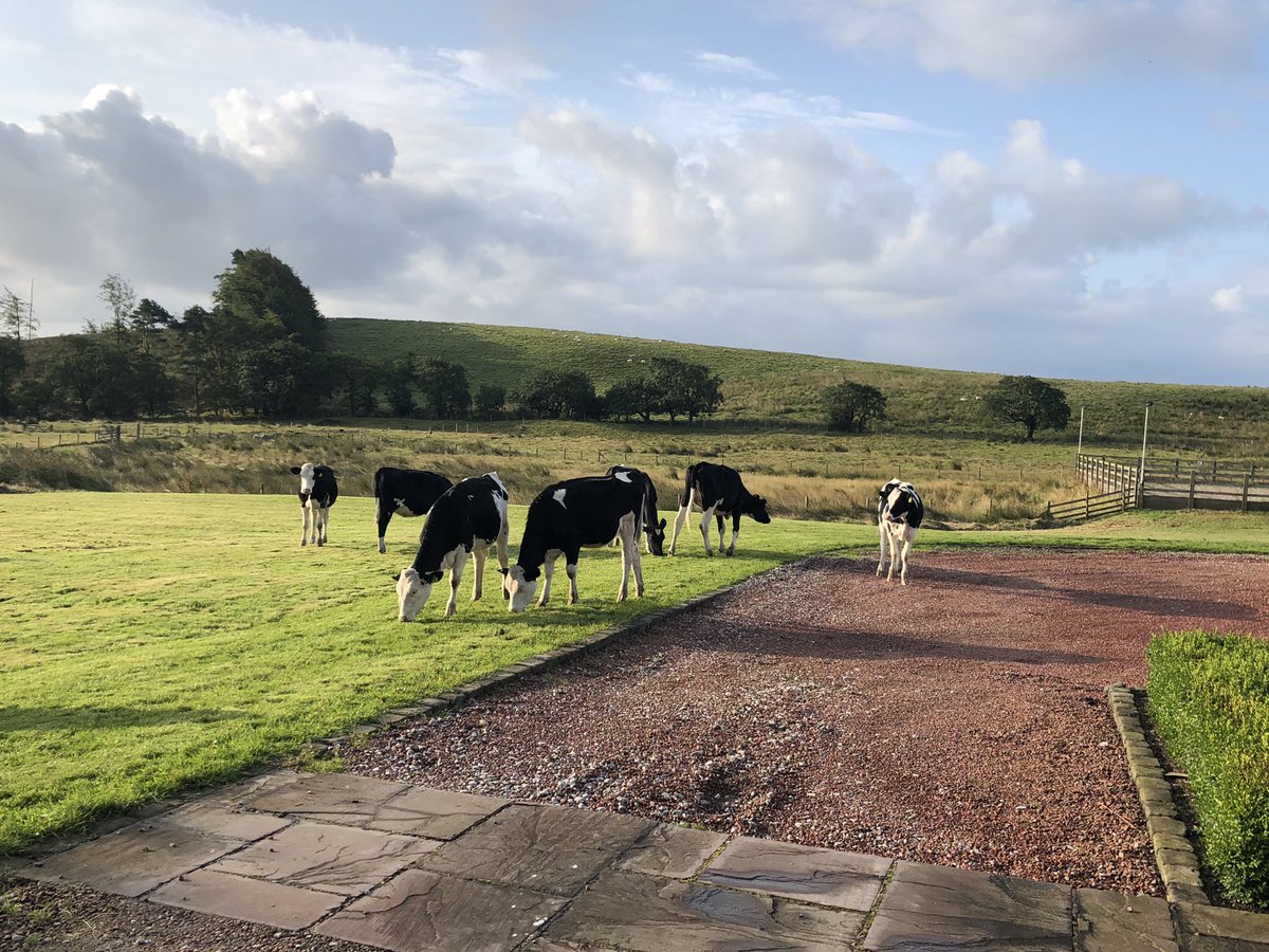 Chrisjroche's tweet photo. And again and this time they brought the sheep!!! #weekoff #fixthefence https://t.co/ZSAD5cttmB