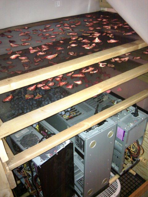 digging through old files and can't not post the rigberries