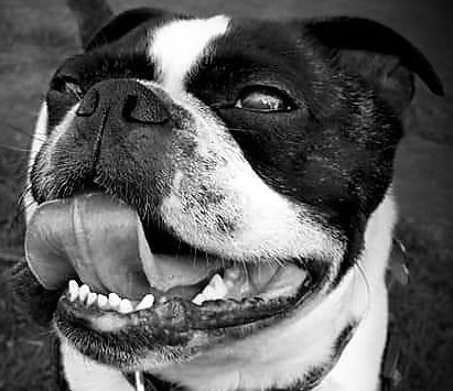 Bigblueattack's tweet photo. @HamillHimself Fergus from UK #MoreSmilingPupsPlease https://t.co/TggreJhNDf