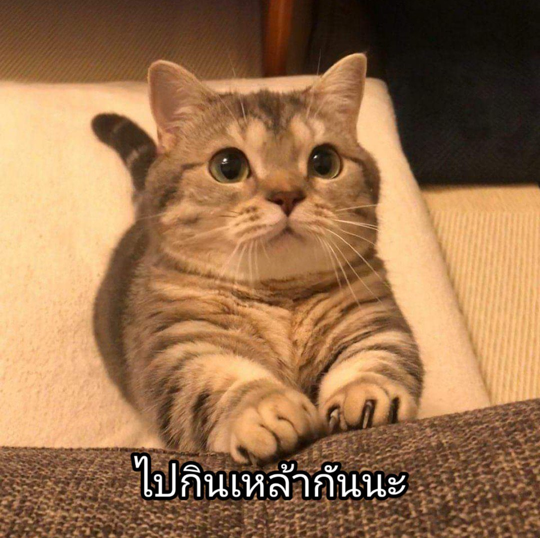 Metoo12445743's tweet photo. #มีม #มีมน้อง #มีมน่ารัก #มีมอีเหมียว #มีมแมว #แมว #แมวน่ารัก #ตลก #ขำ #ฝากรีทวิตด้วยนะครับ https://t.co/0Av44BinQt
