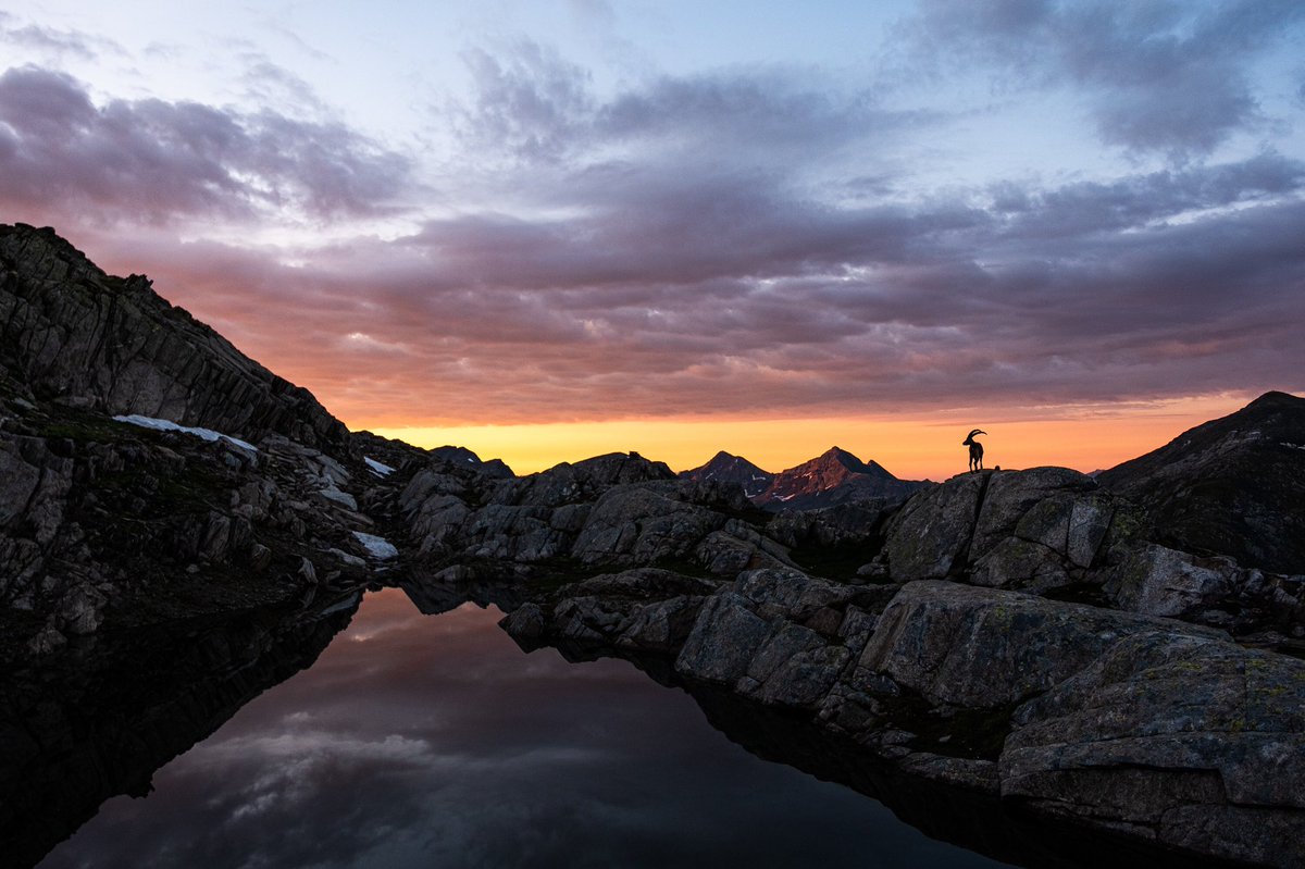 borisbaldinger tweet media