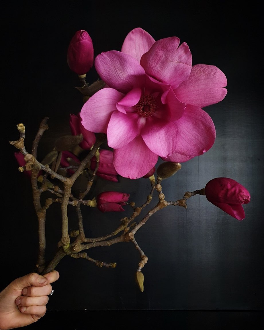 Hold on tight ❤️🖤❤️

 #magnolia #hearts #branchyseason #flowersvasette #pinkpalette