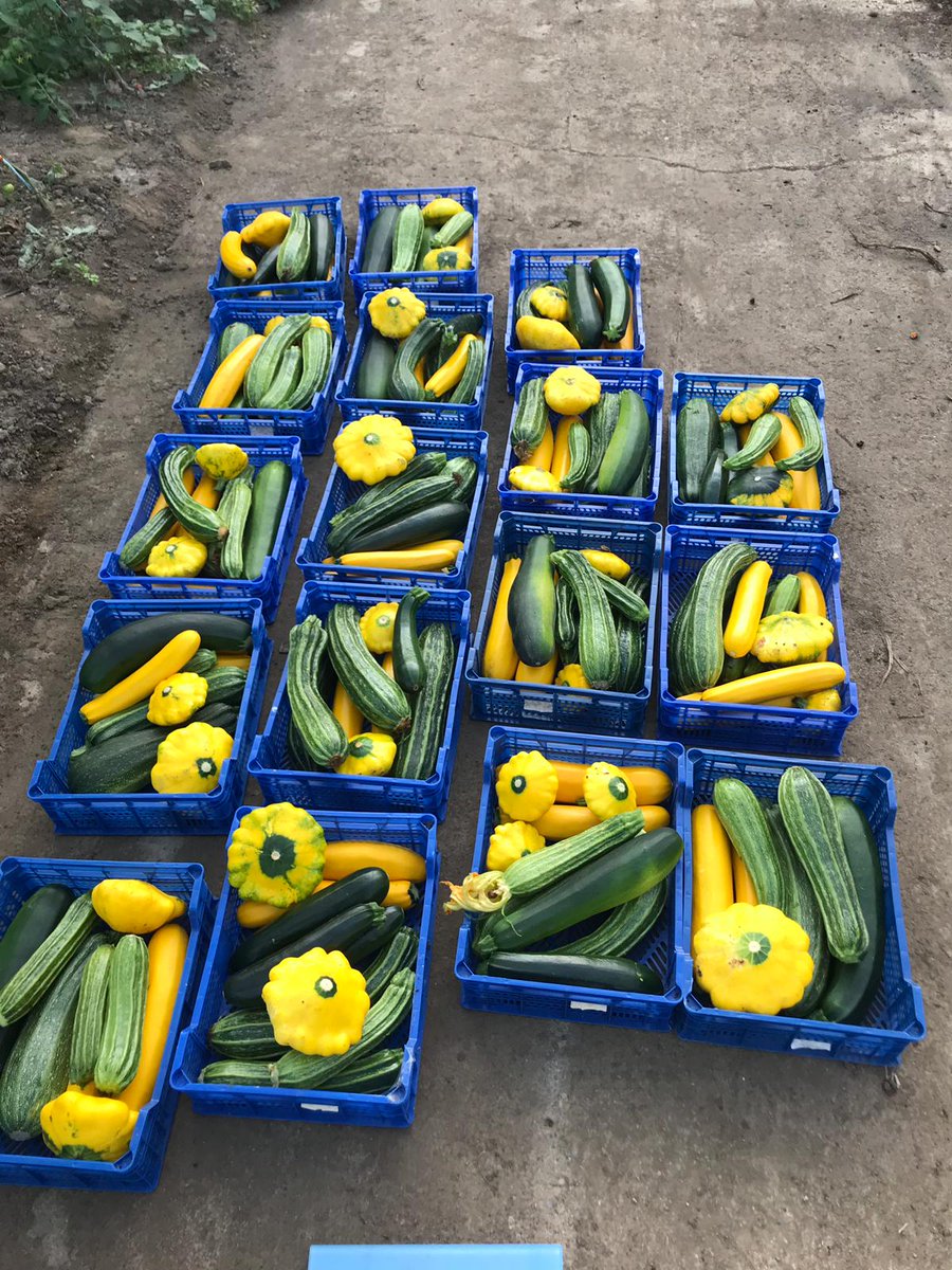 jtattshotmailc1's tweet photo. Did you say fresh, seasonal and local? @WarrenstownF goodies arriving today. ☎️ to order https://t.co/BTmDpNYC9y