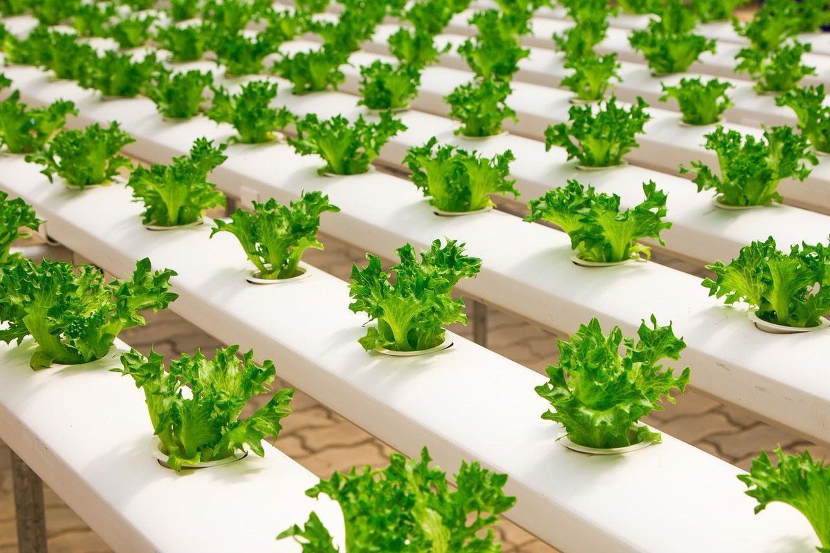 FAO's tweet photo. Tomatoes, strawberries, lettuce and many other foods can be grown without #soils!
In hydroponics, plants receive the nutrients they need through a solution that delivers water and minerals directly to their roots.
#ZeroHunger https://t.co/Eb053VmN32