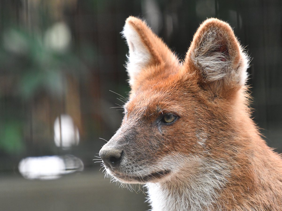 Koichi Murata ハンターの表情 ドール 別名 アカオオカミ ズーラシア Dhole Zoorasia T Co K4nlxnbow3 Twitter