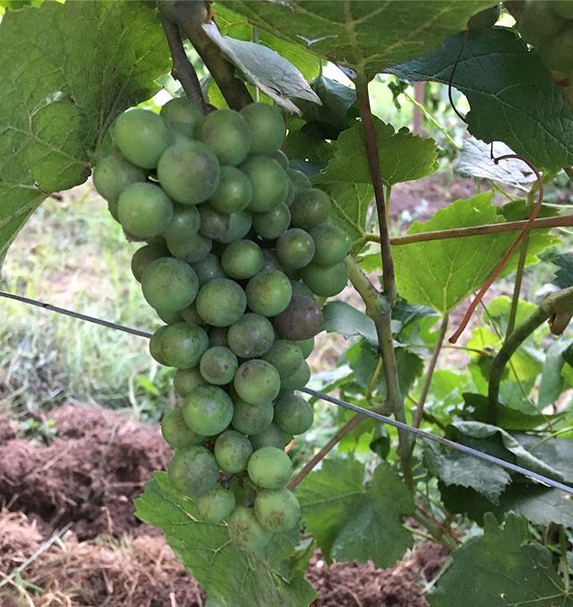 CBricconi's tweet photo. Pazzi sogni qui alla #contradabricconi ...........
#pinotnoir #pinotnero #blauburgunder https://t.co/iKquncIwaR https://t.co/chWaapufdR