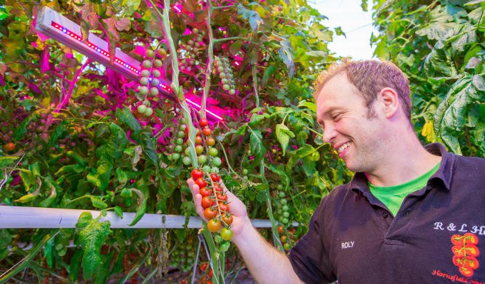 PhilipsHorti's tweet photo. After the #success with their #hybrid HPS and #LED #interlighting system, Evesham Vale Growers and R&L Holt from the UK have chosen a hybrid solution with #GreenPower #toplighting compact and #interlighting for their new #greenhouse as well. The full story https://t.co/oXtDDUSzru https://t.co/JTuxInuFiI