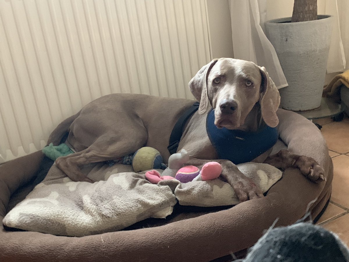 Bonitotheweim's tweet photo. Hätte ich doch nur ein Körbchen. Oder ein Kissen. Irgendwas weiches. Aber ich hab ja nichts. Nichts hab ich. 

Nichtmal Spielzeug. 

So wie @Amyauf3Beinen und all die anderen mit einem bösen Twitterfrauchen. https://t.co/jhExSXA7uV