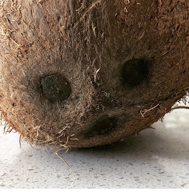 I am Groot, actually no you’re a coconut 😂
#groot #guardiansofthegalaxy #coconut #cornwall #marvel