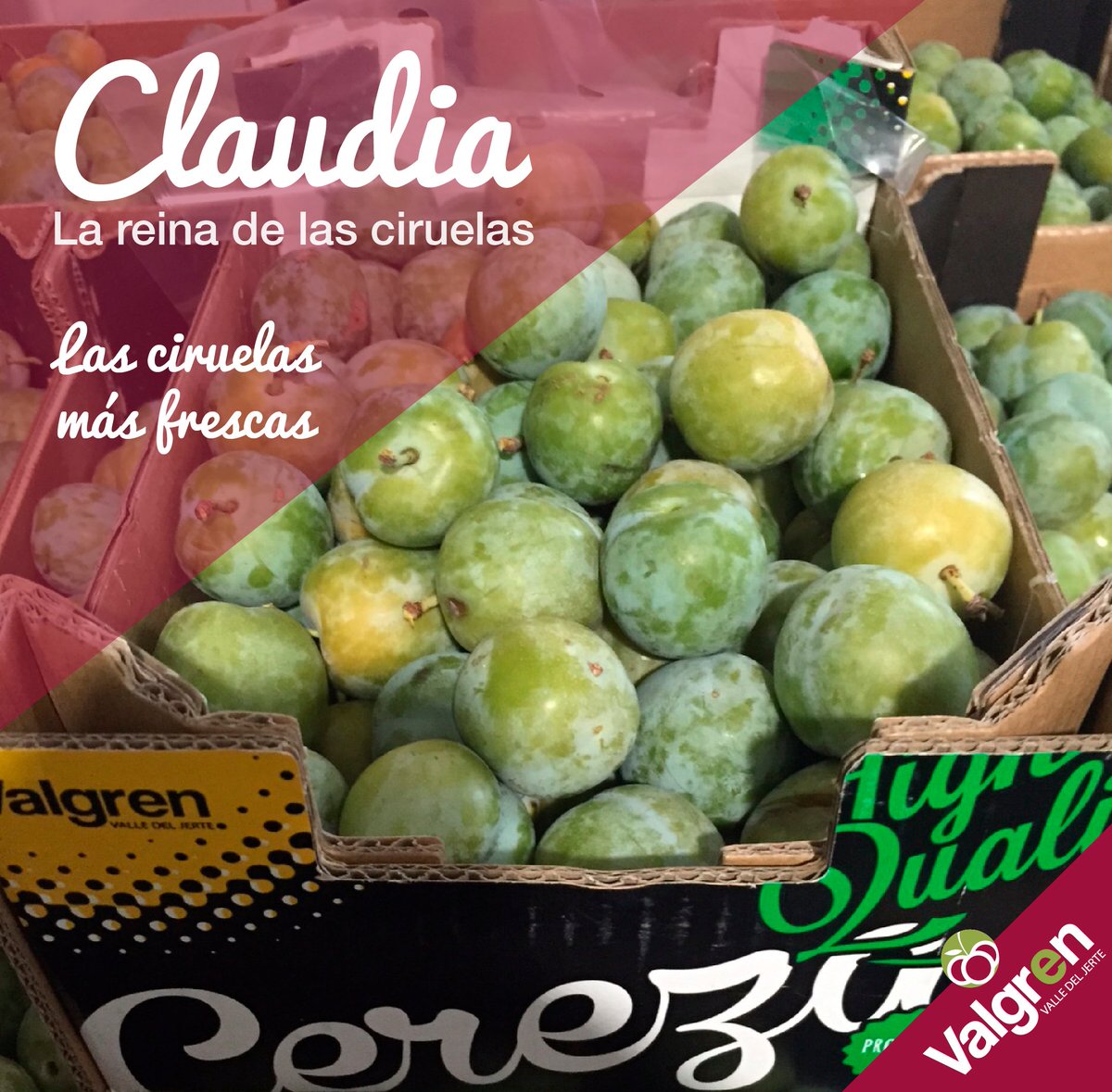 valgrensl's tweet photo. ¿Conoces a la reina de las #Ciruelas? #CiruelaClaudia https://t.co/IZD6SmIc4Z