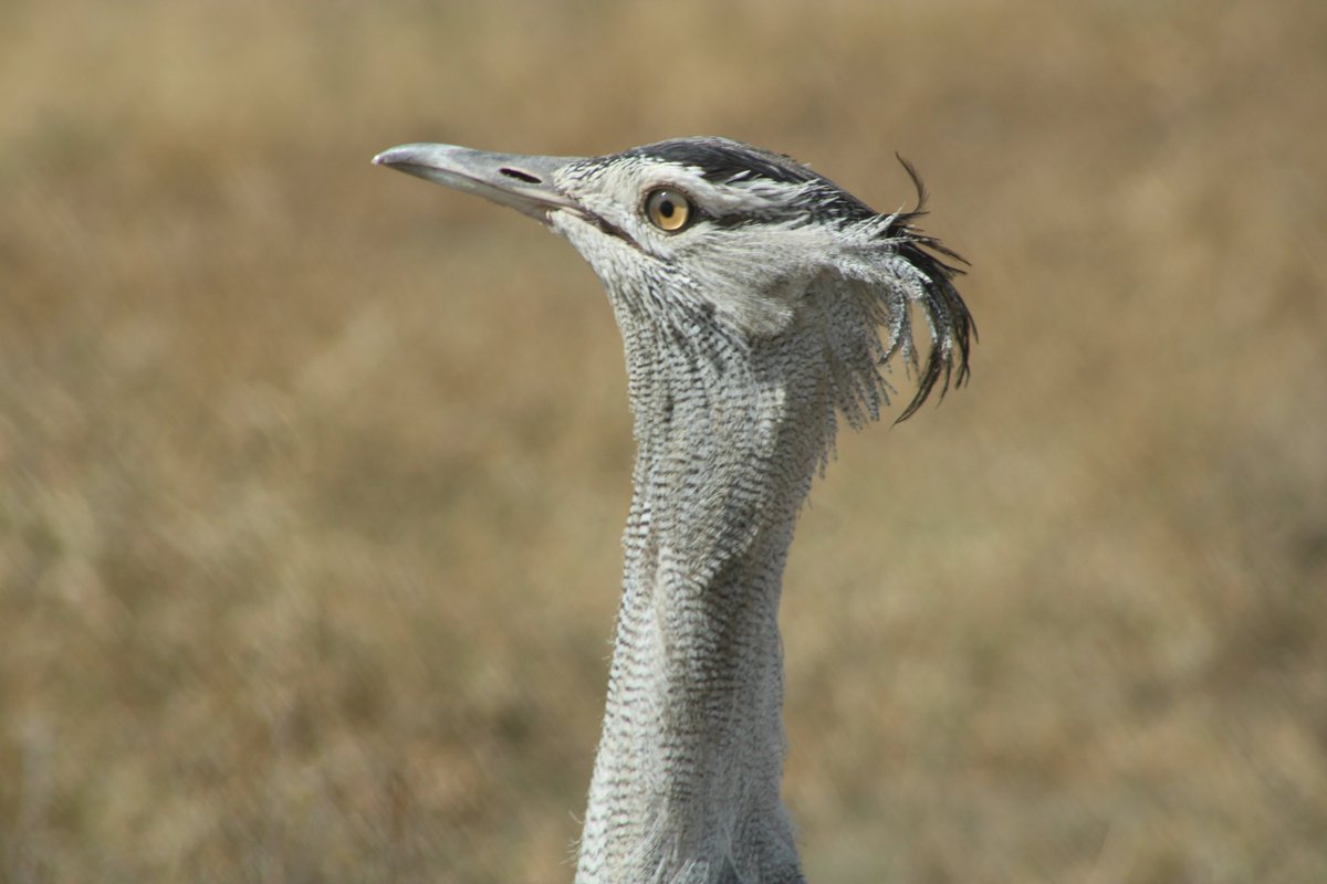 BushdriftersTz's tweet photo. Birds of East Africa #Tanzania
#TuesdayThoughts https://t.co/1TDJBWRZhX