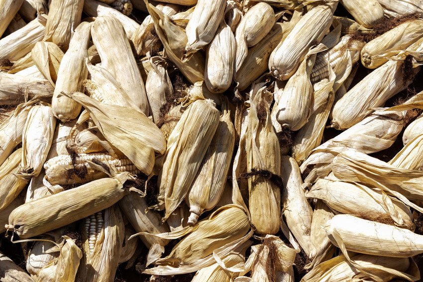 ConcernUK's tweet photo. @Dec #ConcernSummerNewsletter
🌱You're helping to provide #drought-resistant seeds
🌽Training in conservation #agriculture
👩🌾Livelihood programmes like farming schools, to help people improve their lives & cope better when disasters strikes
#CycloneIdaiUpdate #TuesdayMotivation https://t.co/X8D5FCVsTB
