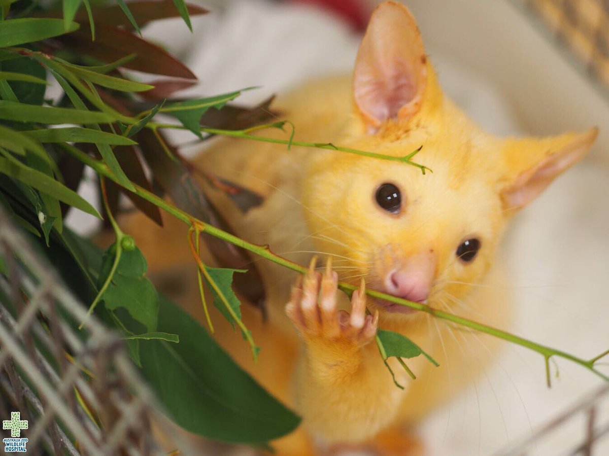 Wildlife Warriors Meet Crumpet The Adorable And Rare Golden Brushtail Possum Crumpet Is Hypomelanistic Which Means Low Levels Of Melanin In His Skin And Fur Has Given Him This Fluffy