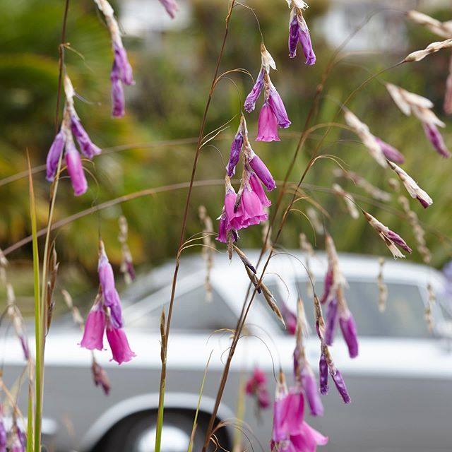 Royalhoteliow's tweet photo. Our pretty in pink Dierama, more commonly known as βAngelβs Fishing Rodβ πΌπ£ swaying in the breeze! A beautiful vintage car as a backdrop too! #wightinbloom #royalgardens #summergardens #angelsfishingrod https://t.co/k3yLGYHoH7 https://t.co/x1HAPlLN4S
