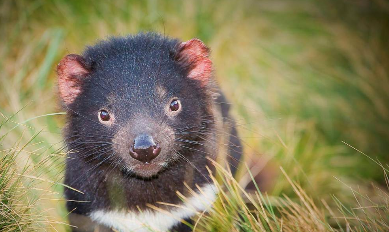 La #Tasmanie nous évoque forcément le bout du monde. Mais au-delà de la distance, qu'est-ce qui fait de cette minuscule île, une destination si magique? <a href="/GEOfr/">GEO</a> nous emmène aux antipodes pour découvrir 10 expériences à vivre en Tasmanie bit.ly/31VXa3D <a href="/LeiaSantacroce/">Léia Santacroce</a>