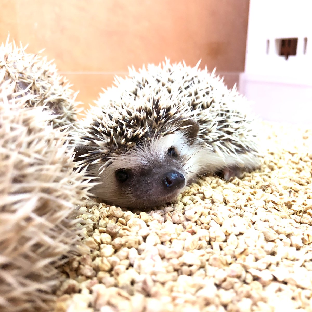 ペポニ＠春日井店 on Twitter: "ハリネズミの新着ですよ〜！ ノーマル ...