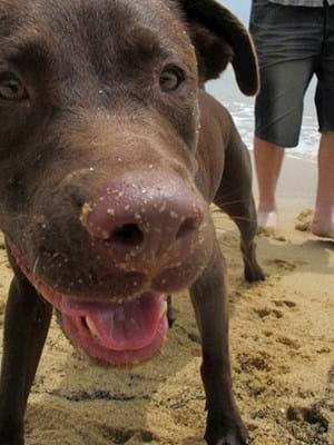 ms_dingo's tweet image. Alex has been adopted!!! from NQAR rescue. happily moving into his new forever home.
thanks to support from @SavourLife 

👍👏👏👏👏