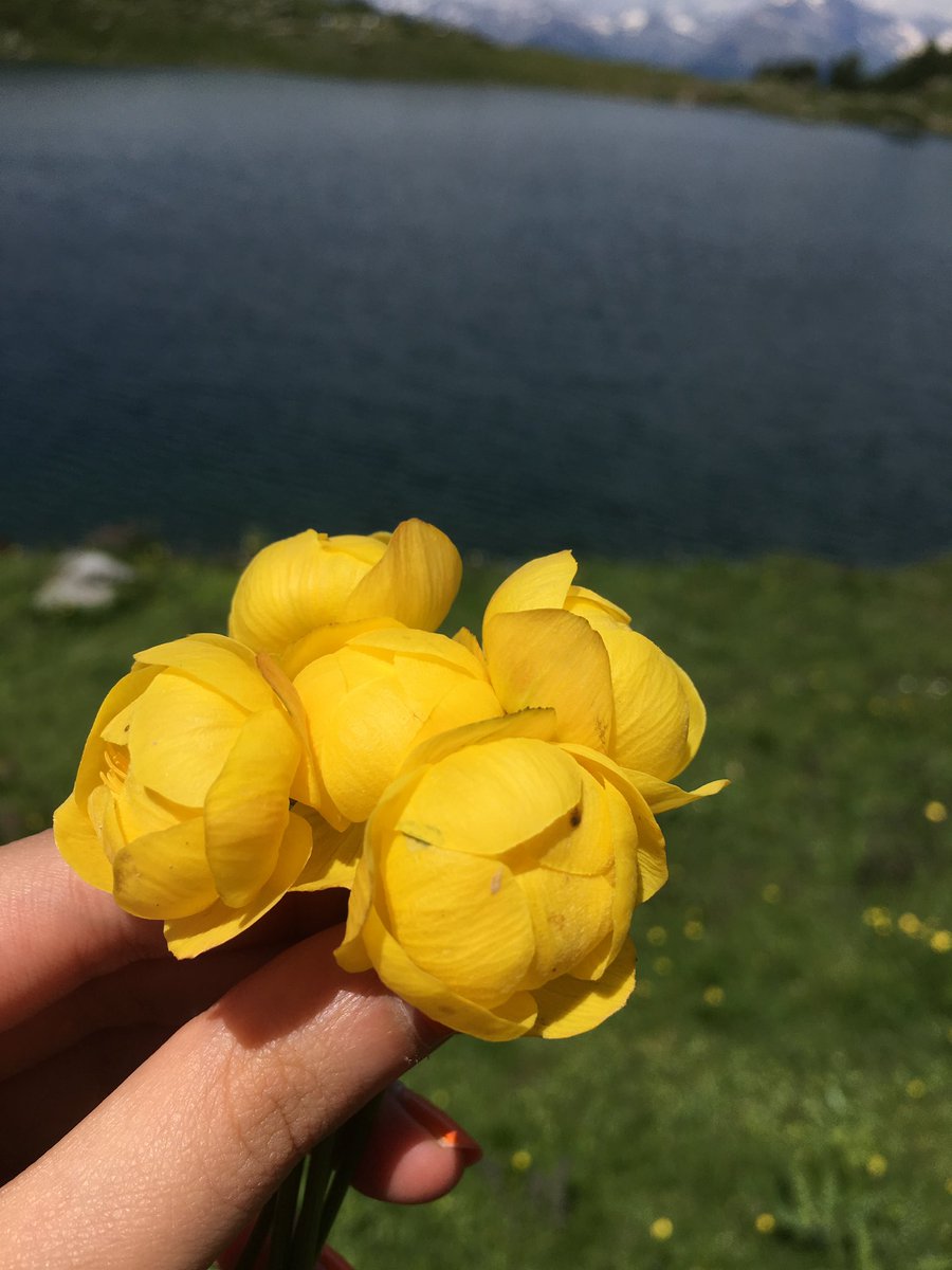 maarty_37's tweet photo. Pila, Aosta, Luglio 2019
#lake #WorldPhotographyDay #WorldPhotoDay #flower #water https://t.co/HWnb9CB7X4