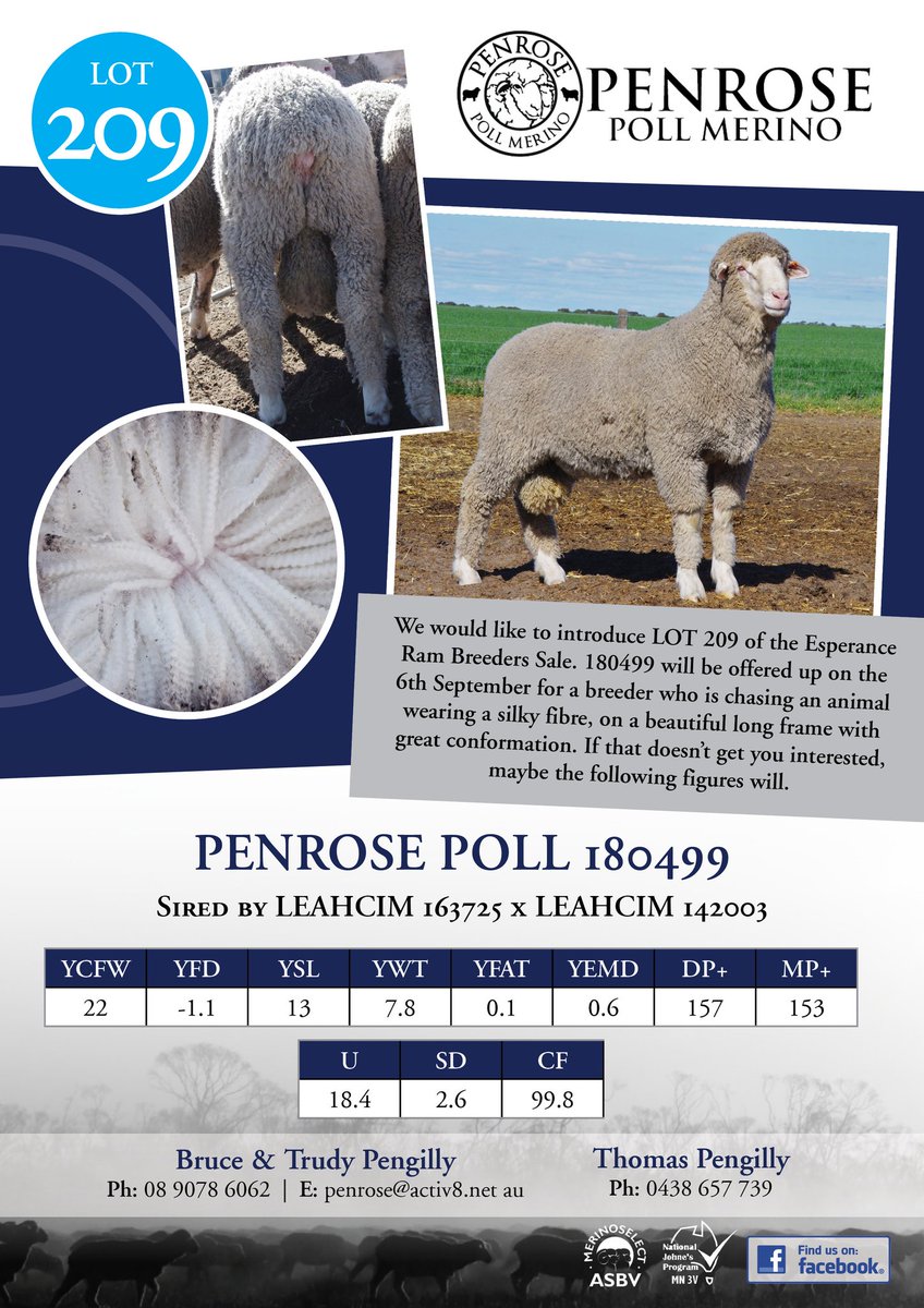 penrosepoll's tweet photo. Keep an eye out for this fella at the Katanning Sheep Expo. https://t.co/3nzIe6HTYs