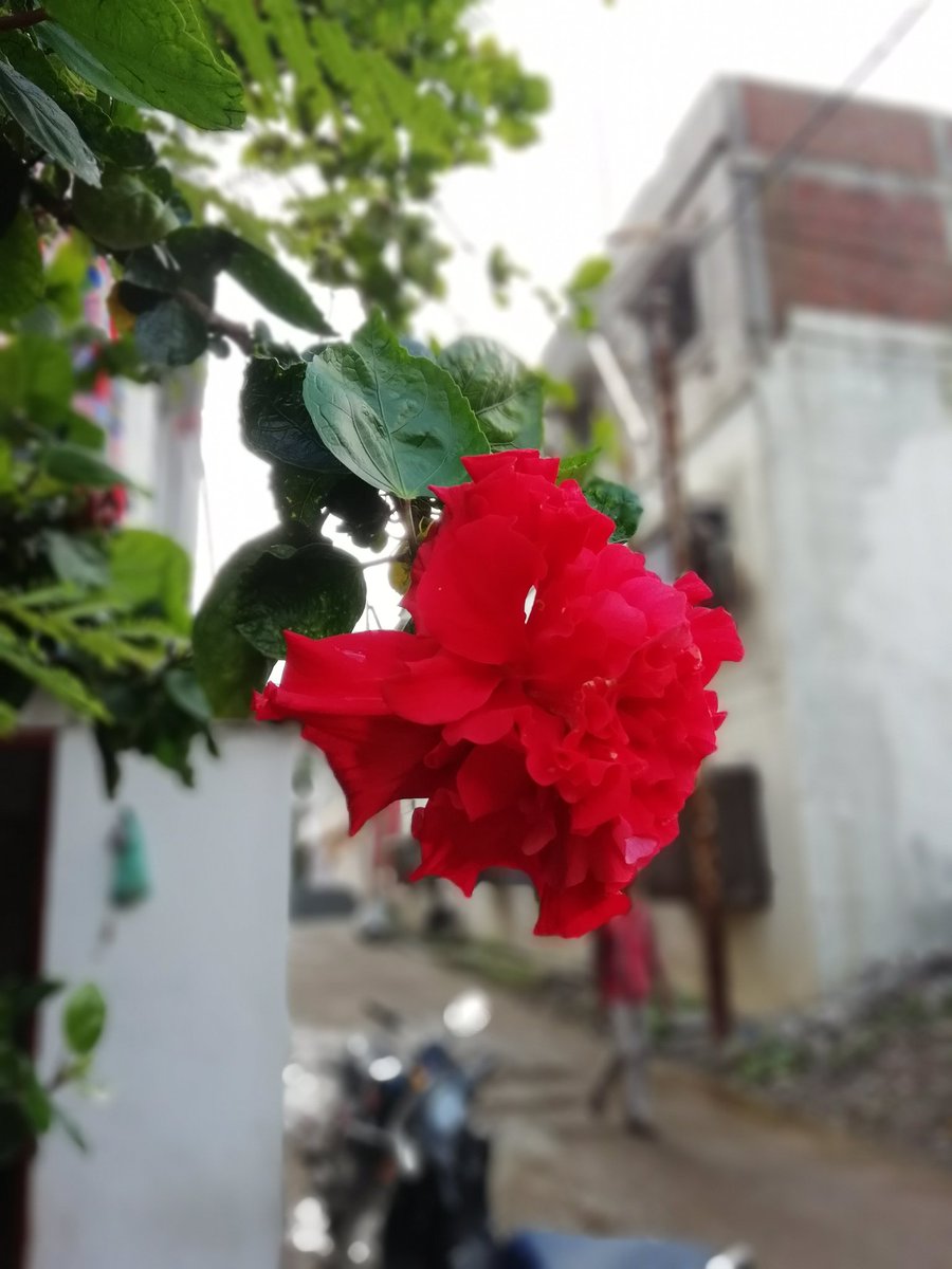 ShaikhOsaf's tweet photo. This shot on honor 9 lite https://t.co/cpaF9DjggA