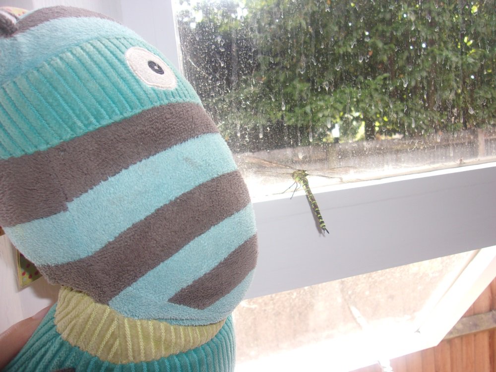 Candy Floss found a dragonfly in the preschool room at Harpenden! 
He helped the children understand about dragonflies and helped answer some questions: do dragonflies turn into dragons? #BrightHorizonsUK