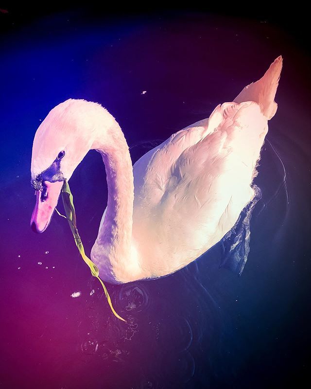 duncdesign's tweet photo. The sun ☀️ is back out, hooray! I met a very friendly swan 🦢 nibbling on the reeds down by Hampton Court Bridge this morning! He even took time out of his busy day to pose for a quick portrait. #swan #swans #swanlake #swansofinstagram #swanningaround… https://t.co/vuIU3JdshU https://t.co/H0mlp5ioDJ