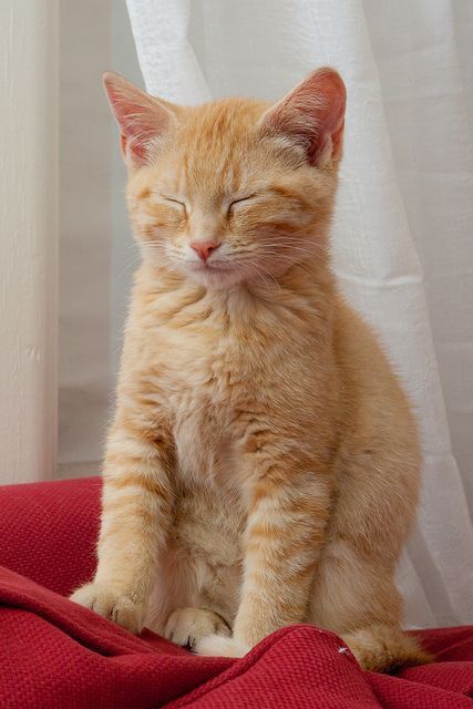 catloversonly's tweet photo. Just Pinned to Orange Cats: Gorgeous orange kitten. https://t.co/SCXJK9CsWy https://t.co/cyO14pxzR9