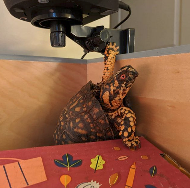 JoshDataTurtle's tweet image. Today, one hand.
Tomorrow, I escape.