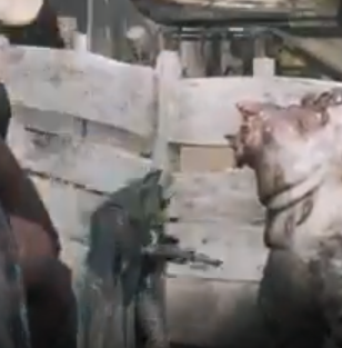 bestestyalam's tweet photo. @aux1ontv @HuntShowdown @HysteRiXR6 YEET @HysteRiXR6 https://t.co/UVi8oo6z1P