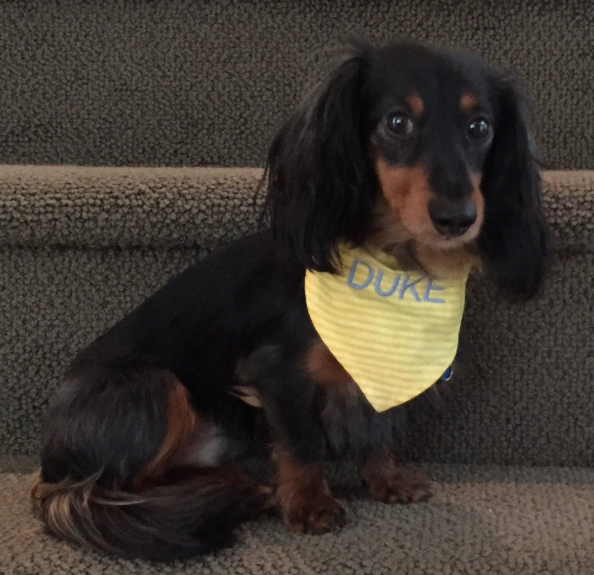 CEppolito's tweet photo. Here is our adorable Duke! https://t.co/fZw4NxJQFE
