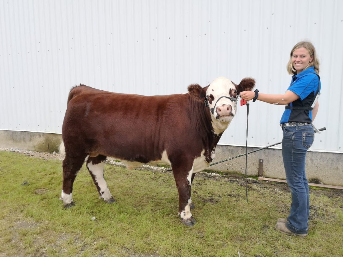 MorganHeidecker's tweet photo. Better late than never. Thanks to Discovery Ford for purchasing my 2019 and final 4-H Steer at the Melfort Regional 4-H Show and Sale! #herefordcross #homeraised #myherd #canadianherefordassociation @4HSask @DiscoveryFord https://t.co/z6gHPt2fxL